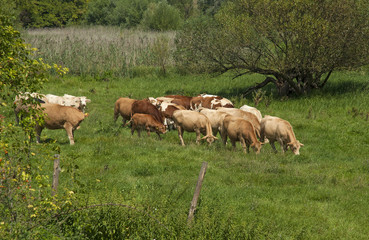 Fototapeta premium Cows in the field 