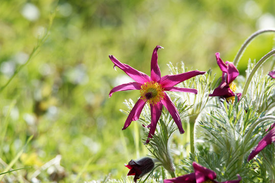 K&uuml;chenschelle, Kuhschelle oder Pulsatilla, Hahnenfussgew&auml;chse