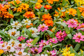 Daisy Flower  color full in garden