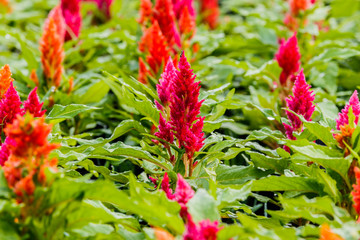 Beautiful  celosia flowers background