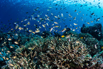 Fototapeta na wymiar Colorful Reef Fish and Corals in Raja Ampat