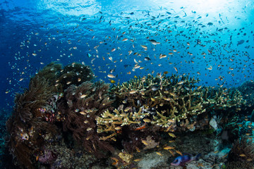 Fototapeta na wymiar Fish and Corals in Raja Ampat