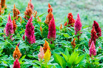Beautiful  celosia flowers background