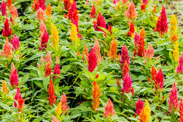 Beautiful  celosia flowers background