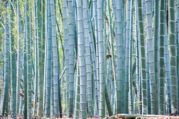Wall murals Bamboo Blue bamboo trunks in the forest