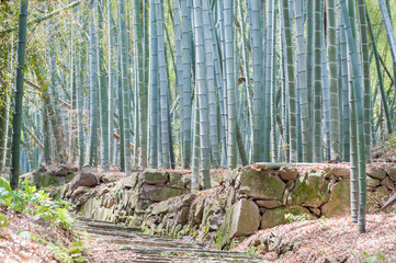 Blue bamboo trunks in the forest