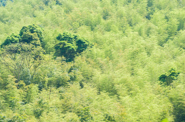 Mountain landscape of bamboo forest