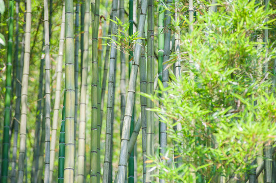 Green bamboo tree trunks in the forest on a sunny da