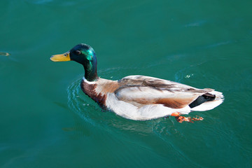 Male Mallard Duck swimming in Alamitos Bay in Long Beach California USA