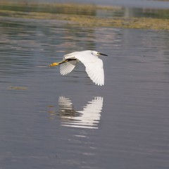 Little Egret