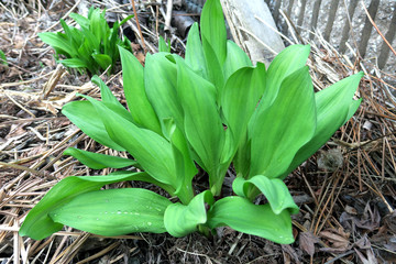 行者ニンニク　（アイヌネギ）