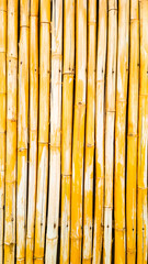Bamboo background