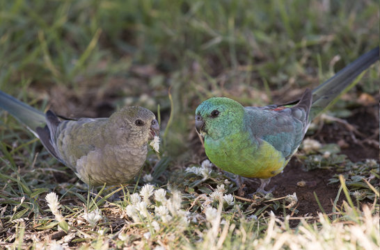  red rumped parrots feeding on grass seeds