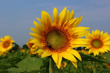 Bee on a sunflower