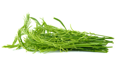 Acacia or Cha Om vegetable isolated on white background. this ha