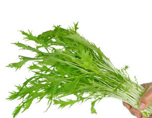 Handful green Mizuna organic salad vegetable on white