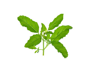 Sweet basil leaves isolated on white background