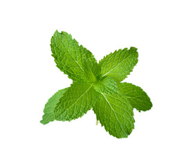 Fresh raw mint leaves isolated on white background
