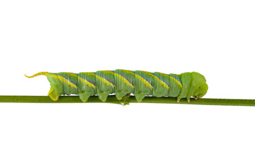 caterpillar isolated on white background