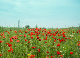 Poppy field