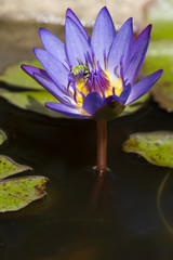 Green bee on purple waterlily