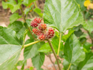 Mulberry fruit on tree, Berry in nature, selective focus.