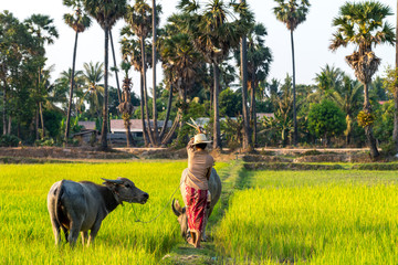 Buffalo in Rice field Siem Reap, Cambodia Apr 2016 - obrazy, fototapety, plakaty