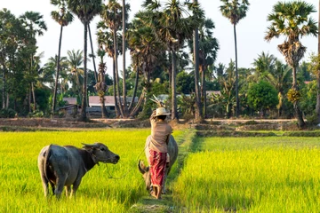 Foto op Plexiglas Buffalo in Rice field Siem Reap, Cambodia Apr 2016 © minghaiyang