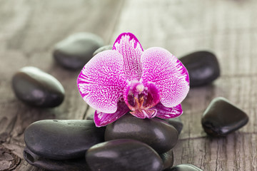 Fototapeta na wymiar Fuchsia Phalaenopsis orchid and black stones close up