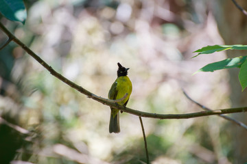 Yellow bird.