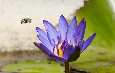 Green blue banded bee in flight to tropical purple waterlily