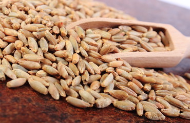 Heap of rye grain with wooden spoon