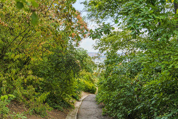 Fototapeta na wymiar path through green leaves