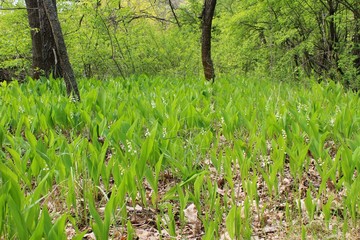 Lilies of the valley in the forest 