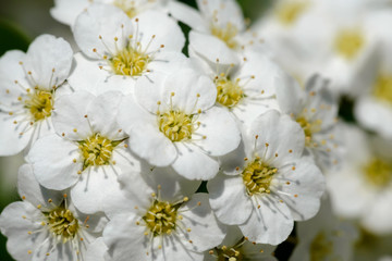 White Spiraea Flower