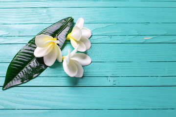 Background with  tropical flowers
