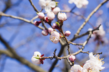 Flowers on a fruit tree