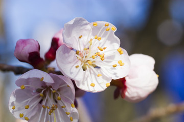 Flowers on a fruit tree