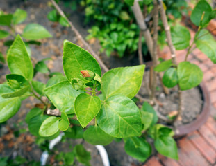 Hibiscus flower bud.