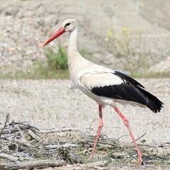 Fototapeta premium White Stork, ciconia ciconia