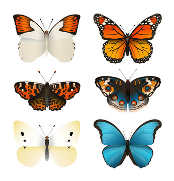 Butterflies vector set. Colorful flat butterfly. Realistic color gradient. 