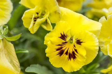 Acrylic prints Pansies Lovely garden flowers yellow pansies