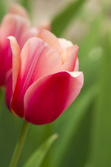 Beautiful delicate pink tulips on the flowerbed