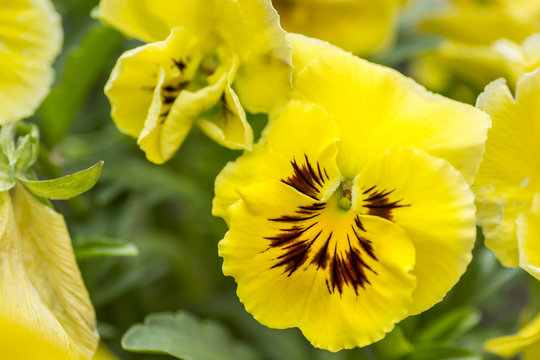 Lovely Garden Flowers Yellow Pansies