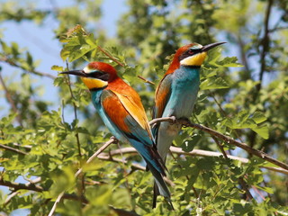 European bee-eater, Merops apiaster