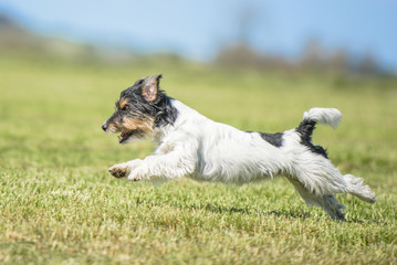 Fliegender Hund - Jack Russell Terrier in Action auf der Wiese vor blauem Himmel © Karoline Thalhofer