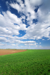 Clouds over a corn field