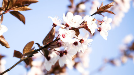 Blooming tree in the park