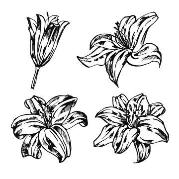 Set of lilies isolated on white background. Hand drawn vector illustration.