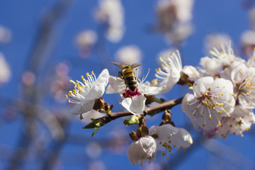 Bee on a fruit tree